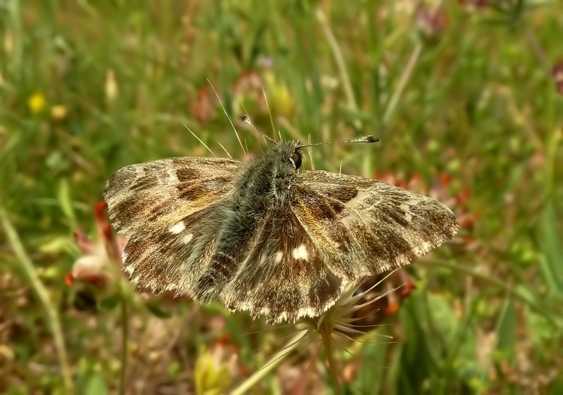 Da id   Carcharodus lavatherae  ????
